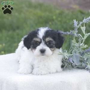Sugar, Havachon Puppy